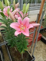 [4525 VH01 No01.JPG]